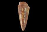 Fossil Phytosaur Tooth - New Mexico #133351-1